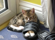 英雄联盟总决赛赛程-从威斯特法伦到麦迪逊，同夜双战场，共谱唯一性史诗