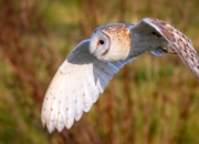 -绝境铸王座，炼狱之夜哈利伯顿用方向盘写就唯一史诗