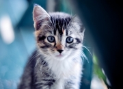 LOL决赛-当哈林区对话黄浦江，西亚卡姆的跨洋篮球宣言