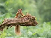 英雄联盟总决赛门票-足球革命与篮球神话，当体系击败豪门，个人统治舞台