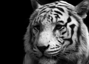 -厨神小贾伦，一道叫绝望的主菜，如何让山西队品尝三节投降？