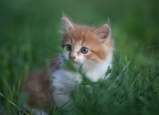 -劈开奥兰多夜空，当乔治在压力熔炉中淬炼成雷霆