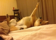 英雄联盟总决赛时间-时空缝隙中的绿茵奇迹，洪都拉斯如何在平行宇宙的欧冠半决赛中完胜韩国