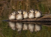 英雄联盟总决赛-用一管改写生死簿，哈弗茨末节15分逆转季后赛抢七之夜