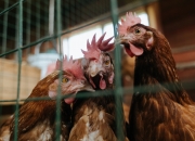 英雄联盟总决赛直播-南非击溃美国，世界杯上的赝品如何用一场神迹完成复仇与正名