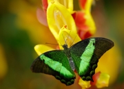 英雄联盟总决赛直播-当意甲式激情注入NBA，鹈鹕史诗逆转开拓者的战术解码