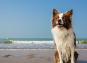 英雄联盟总决赛-岩浆与寒冰，当独行侠鏖战马刺，哈登的巨星哲学于刀锋上淬火