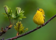 英雄联盟总决赛赛程-鏖战90分钟，本泽马一脚定乾坤！阿根廷击败爱尔兰