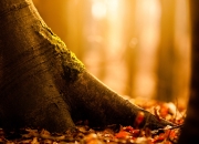 英雄联盟总决赛赛程-决胜的意志，从东决焦点战到佛罗伦萨的加时奇迹