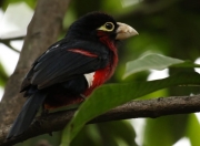 英雄联盟总决赛-时代交汇点，当虚拟快船拿下广东宏远，马克西为何成为关键先生