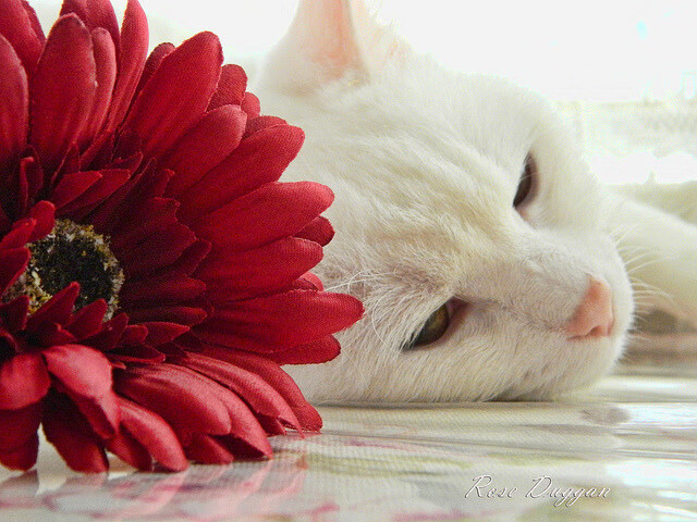 一场没有录像的战争，深圳队火箭如何击穿欧冠级壁垒