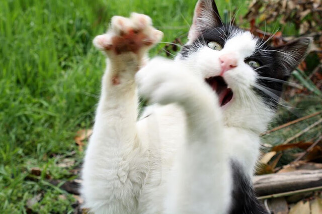 2026世界杯焦点战，老鹰翱翔淘汰赛，火箭憾负止步十六强