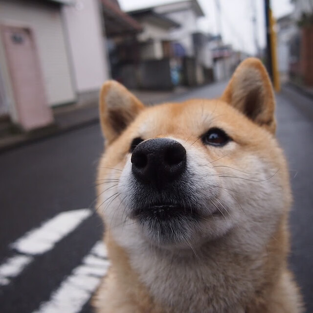 绞索与火焰，当公牛的防守铁链，遇上哈登的破阵火把