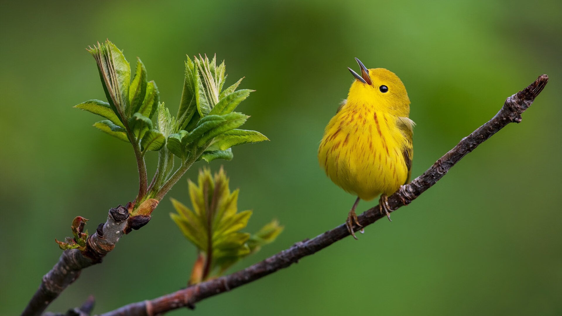 决胜局的双重奏，尼克斯力克凯尔特人，拉梅洛抢七接管传奇