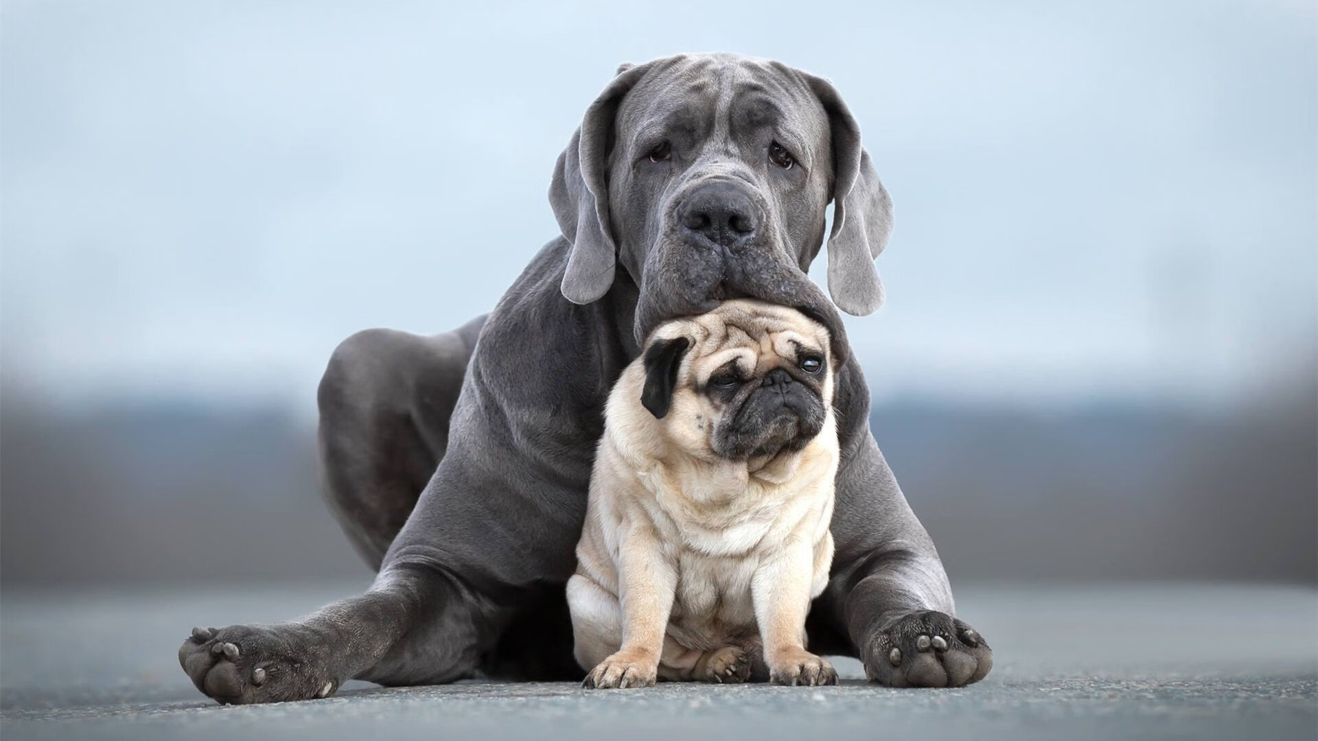 隔空共振的决胜时刻，当英超争冠夜遇见锡安的持续杀伤