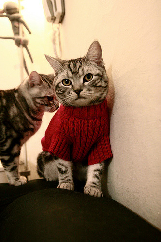 39岁詹皇降维打击创史诗之夜，鹈鹕20分逆转暗藏NBA残酷法则