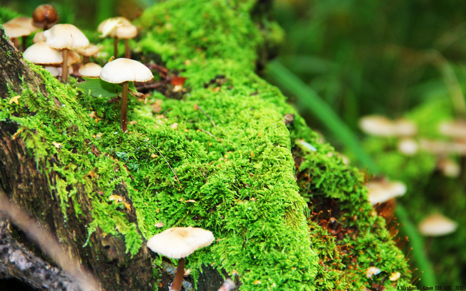 铁卫巴斯托尼，从钢铁防线到绝杀利刃，哥伦比亚惊天逆转瑞士