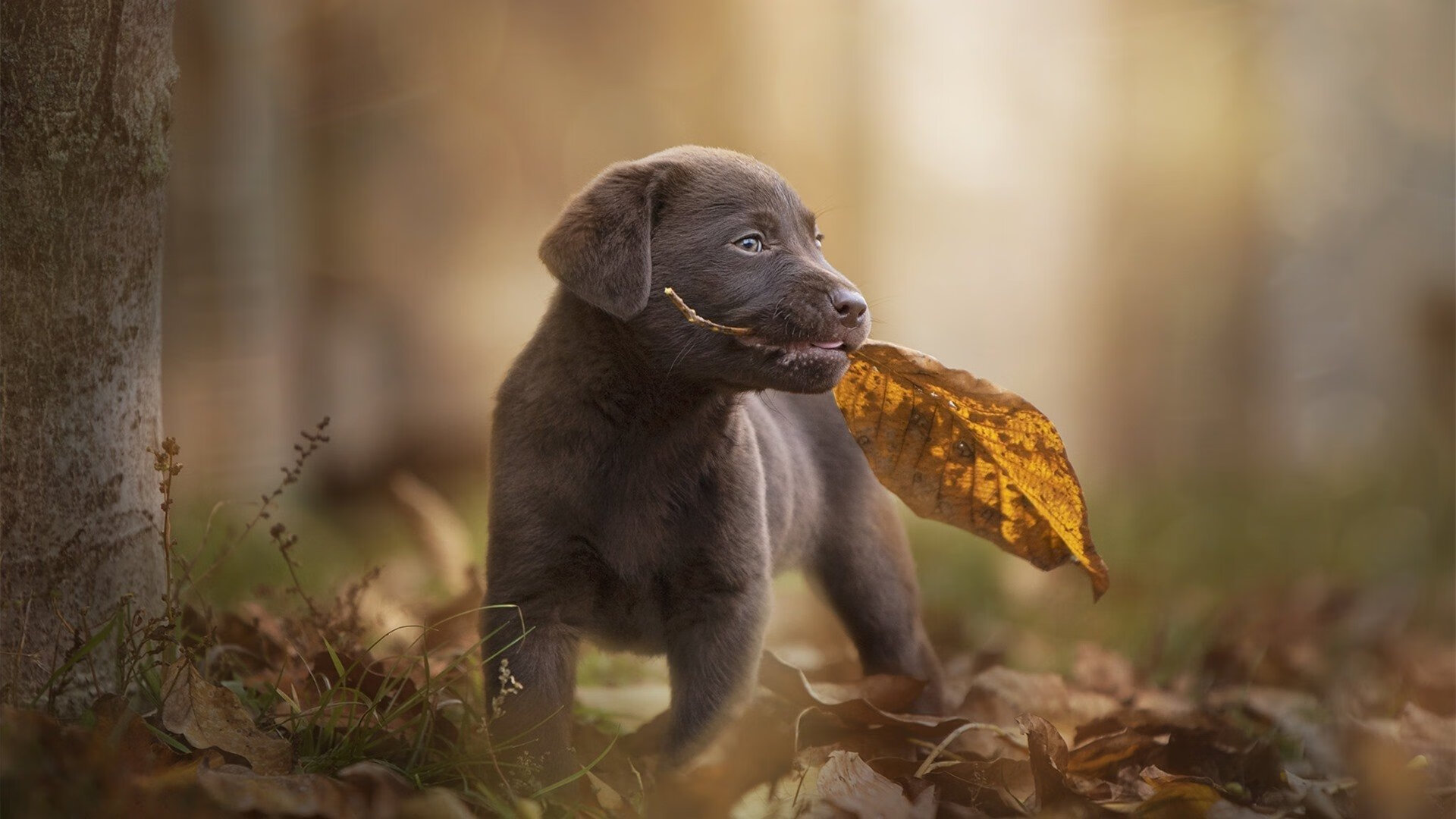 跨洋利刃，利拉德终结双城记，广东逆改篮球世界地图