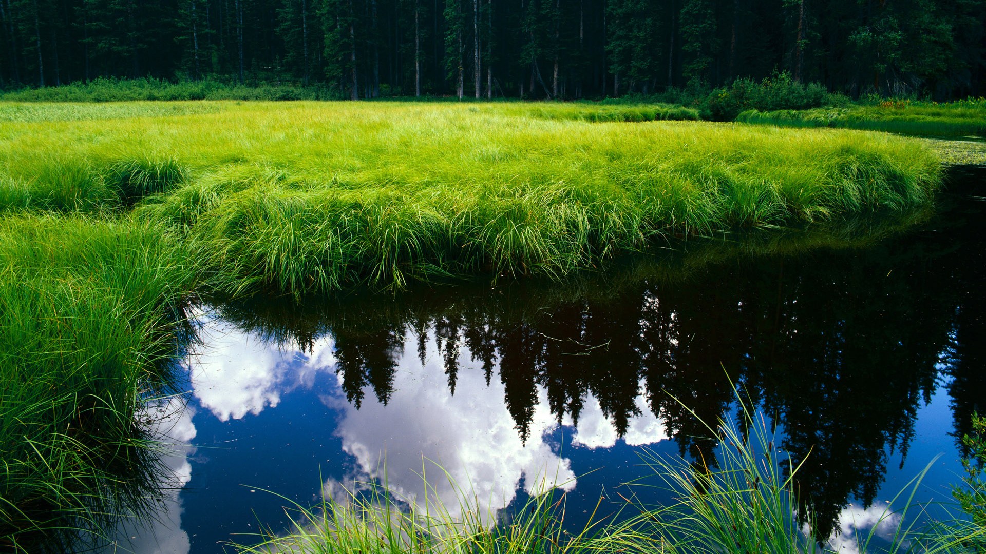 桑巴闪电击穿北欧壁垒,维尼修斯如何让瑞典队提前三十分钟放弃抵抗