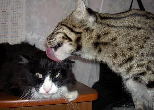 双重接管，当灰熊咬穿黄蜂，英超决赛上演伦纳德式绝杀