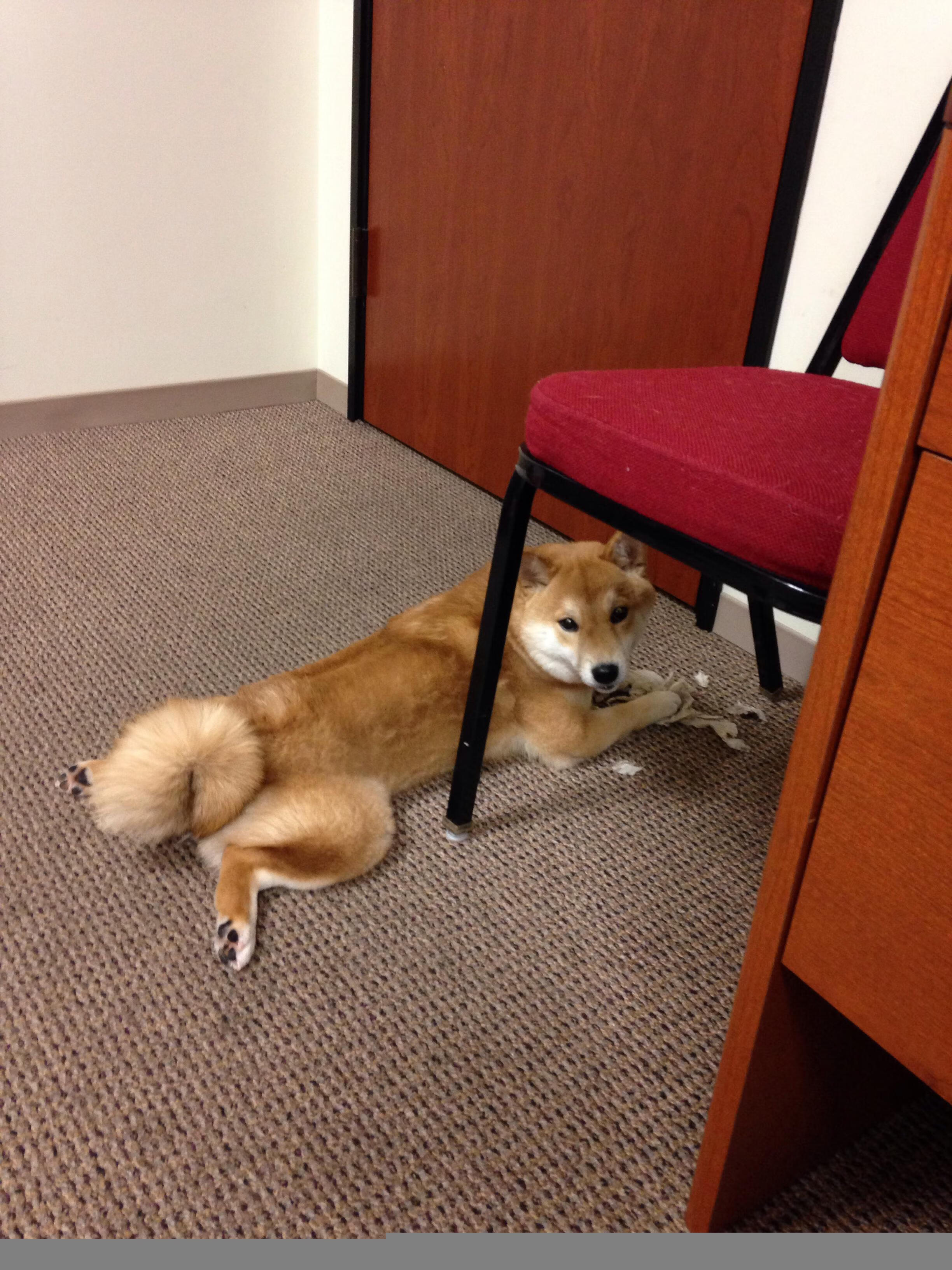 逆袭的火花，日本男篮掀翻尼日利亚背后的篮球世界新革命