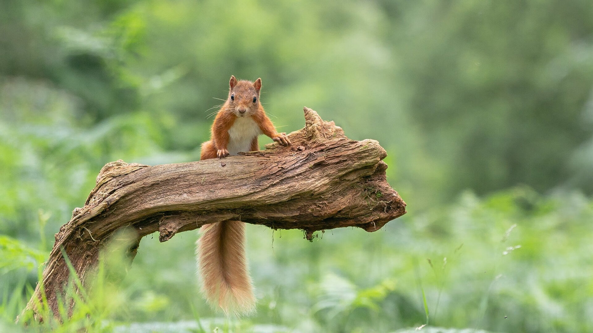 足球革命与篮球神话，当体系击败豪门，个人统治舞台