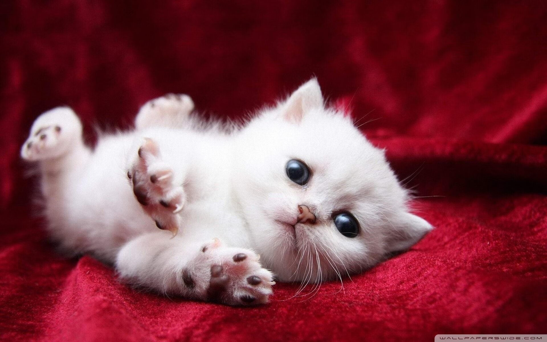 浓眉降临玫瑰城，开拓者击败快船，年度焦点之战他彻底接管