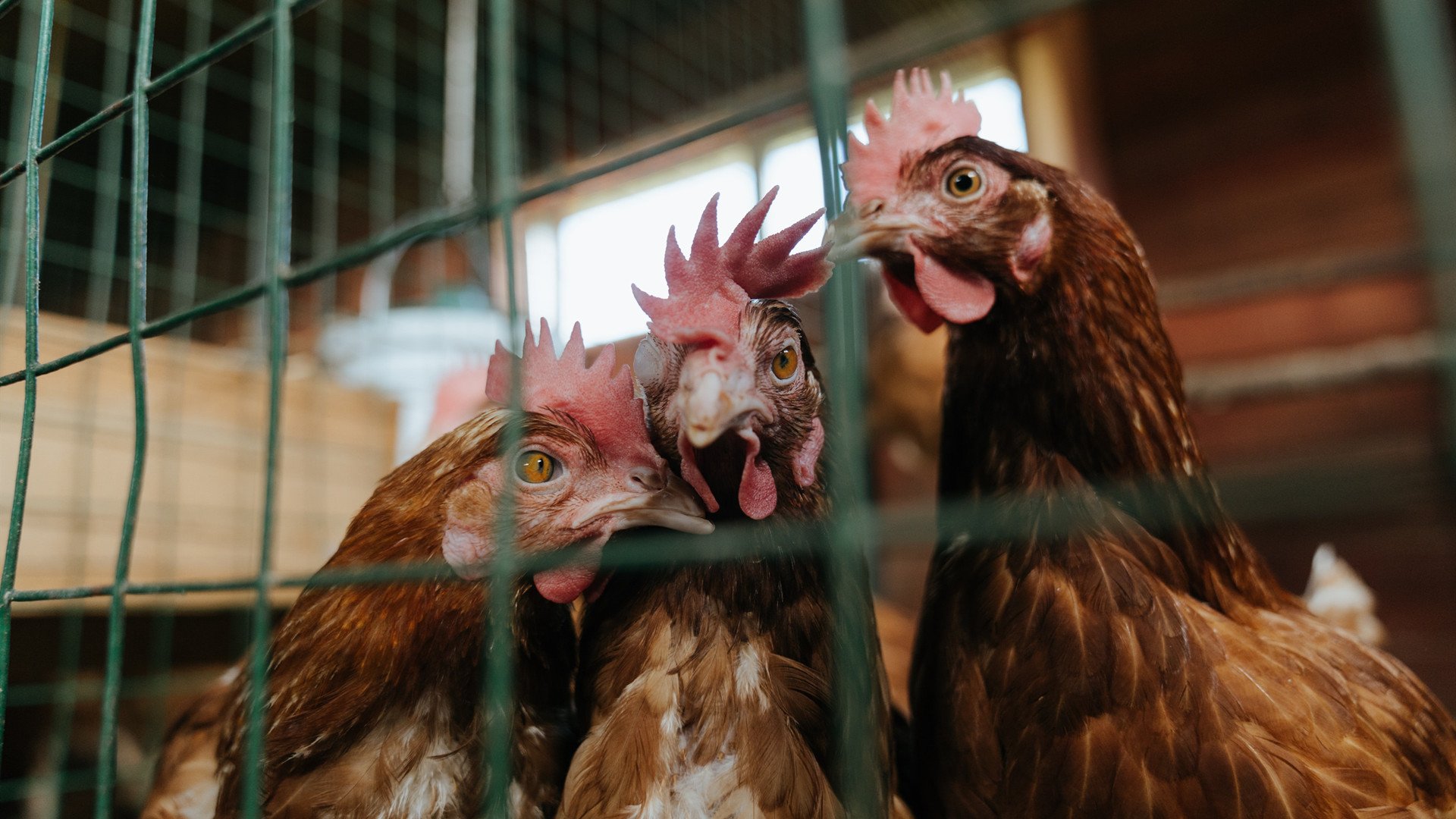 南非击溃美国，世界杯上的赝品如何用一场神迹完成复仇与正名