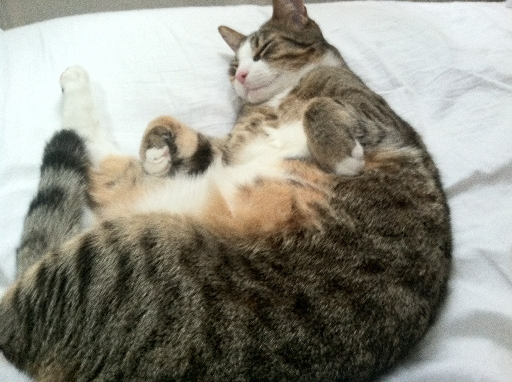 洪都拉斯淘汰赛过关秘诀，佛罗伦萨之旅与范戴克式的无解防守