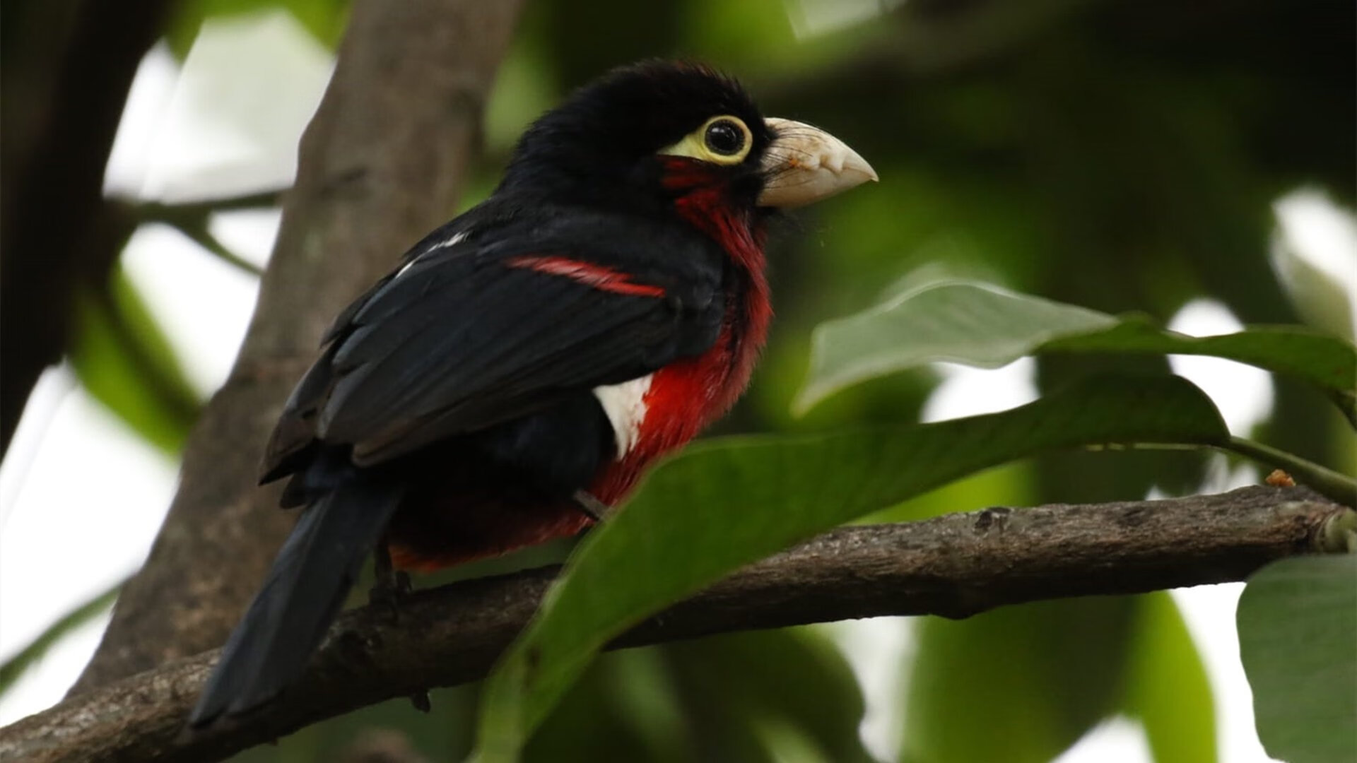 时代交汇点，当虚拟快船拿下广东宏远，马克西为何成为关键先生