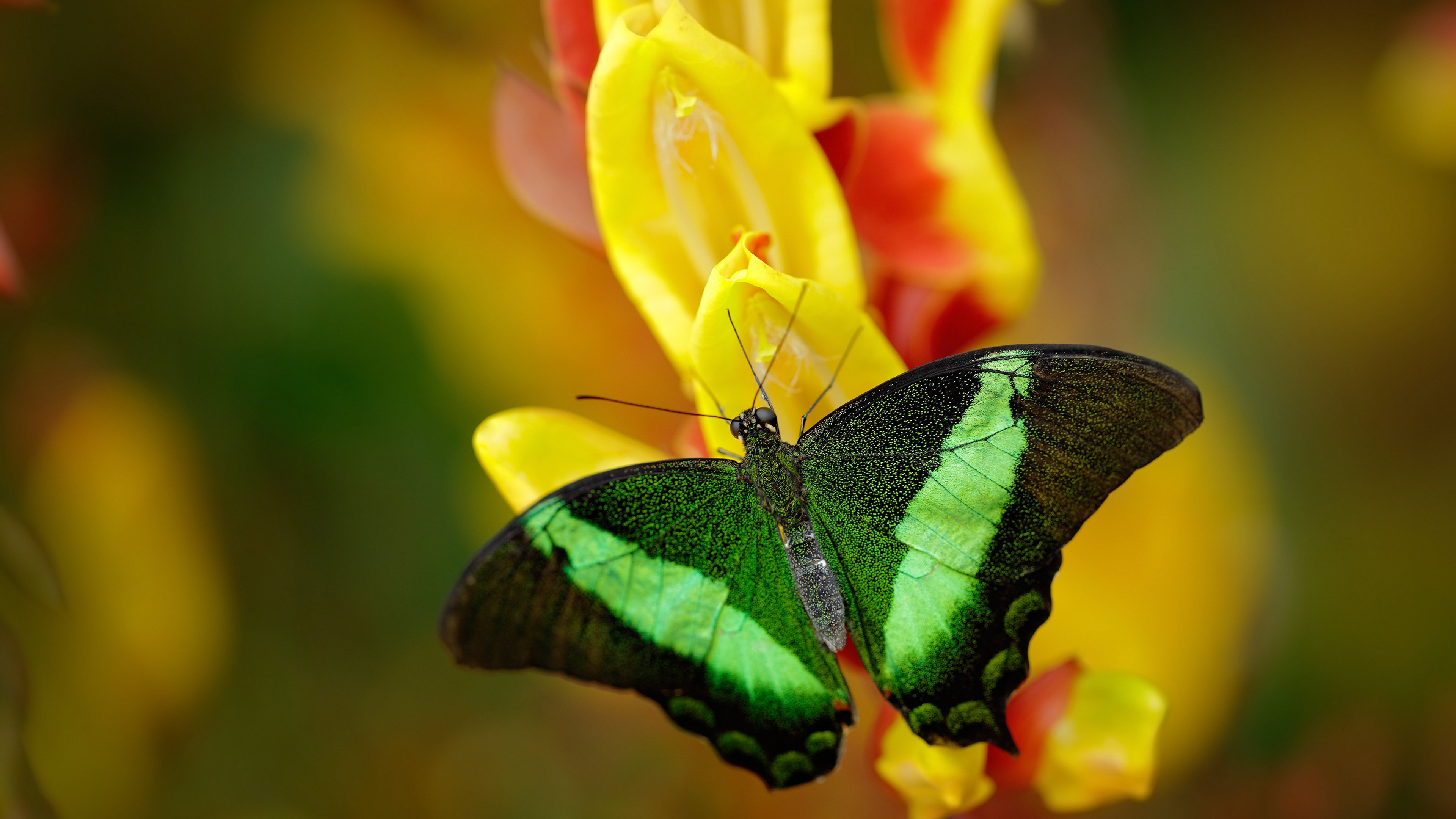 英雄崛起，努涅斯扛起全队，里昂强势晋级雷恩