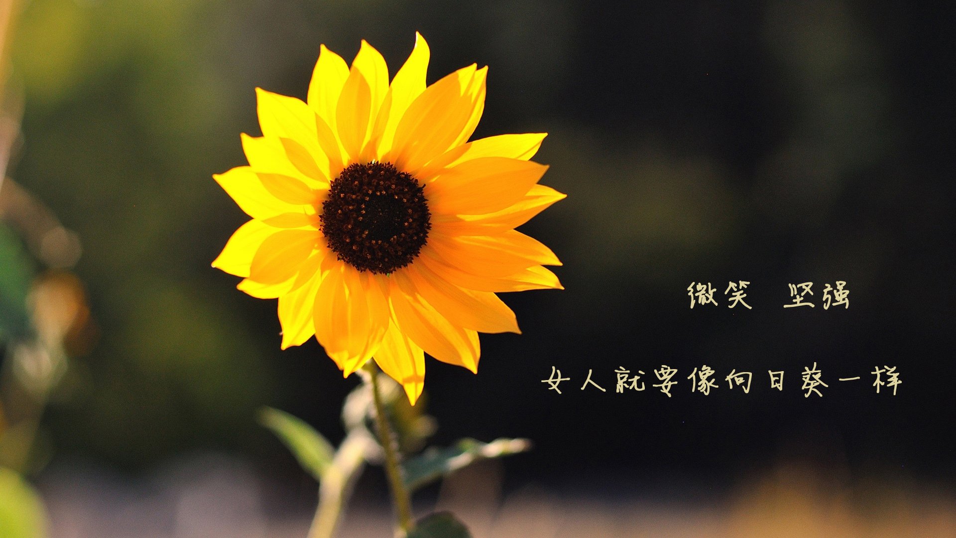 王者之师，独步天下，2026世界杯D组强强对话，美国完胜哥斯达黎加，坎塞洛闪耀全场